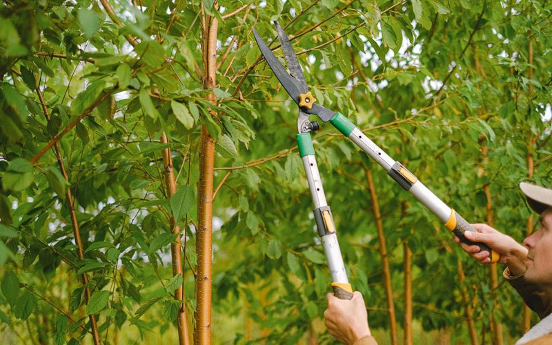 Tree trimming in Pleasant Lake, IN
