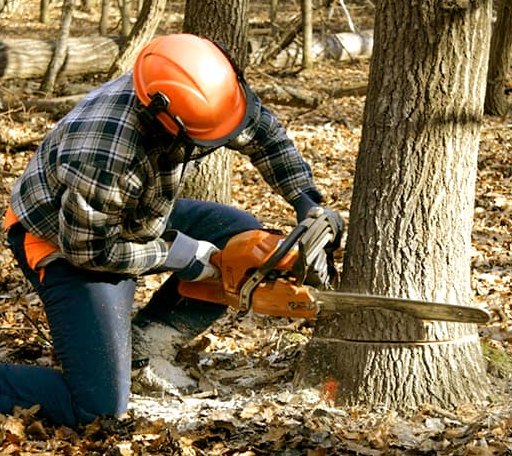 Tree Removal in Pleasant Lake, IN